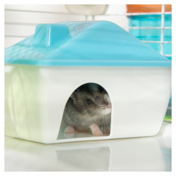 Perfect For Rats Penn-Plax 8 Exercise Wheel Hamsters Gerbils and Other Small Animals Mice 