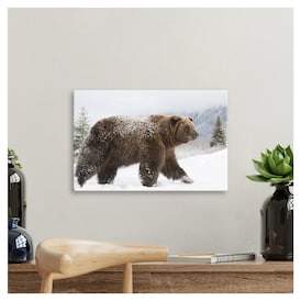 Printscapes Printscapes Canvas Wall Art - Captive Female Grizzly Walks  Through Snow Alaska Wildlife Conservation Center Southcentral Alaska Winter  by Doug Lindstrand | Valumart