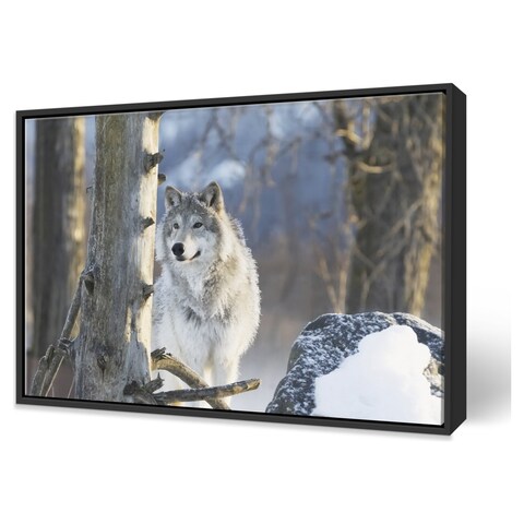 Printscapes Printscapes Framed Canvas Wall Art - Female Gray Wolf (Canis  Lupus) Captive Alaska Wildlife Conservation Center Portage Alaska United  States Of America by Doug Lindstrand | Fortinos