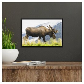 Printscapes Printscapes Framed Canvas Wall Art - Bull Moose (Alces Alces)  With Antlers In Velvet Captive In Alaska Wildlife Conservation Center  South-Central Alaska Portage Alaska United States Of America by Doug  Lindstrand |