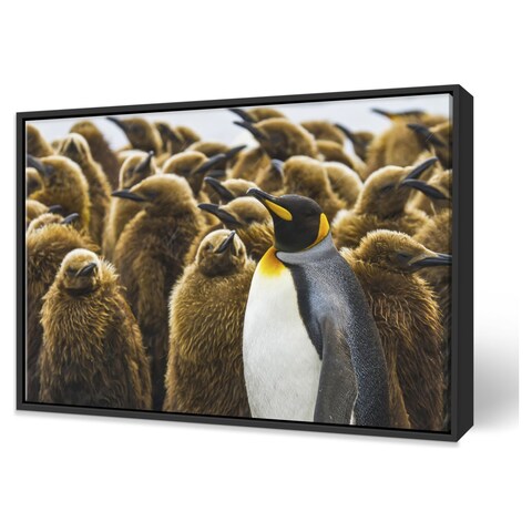 Printscapes Printscapes Framed Canvas Wall Art - One adult king penguin  stands with a large group of chicks by Ralph Lee Hopkins | Loblaws